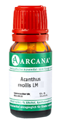 ACANTHUS mollis LM 22 Dilution