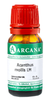 ACANTHUS mollis LM 110 Dilution